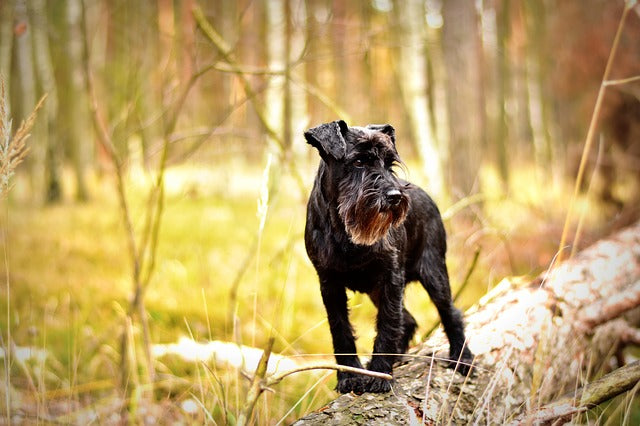Schnauzer Pitic